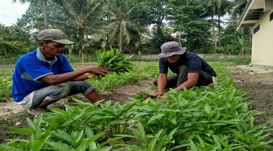 Warga Binaan Lapas Palu Kembali Panen Puluhan Kg Sayuran di SAE Desa Langaleso
