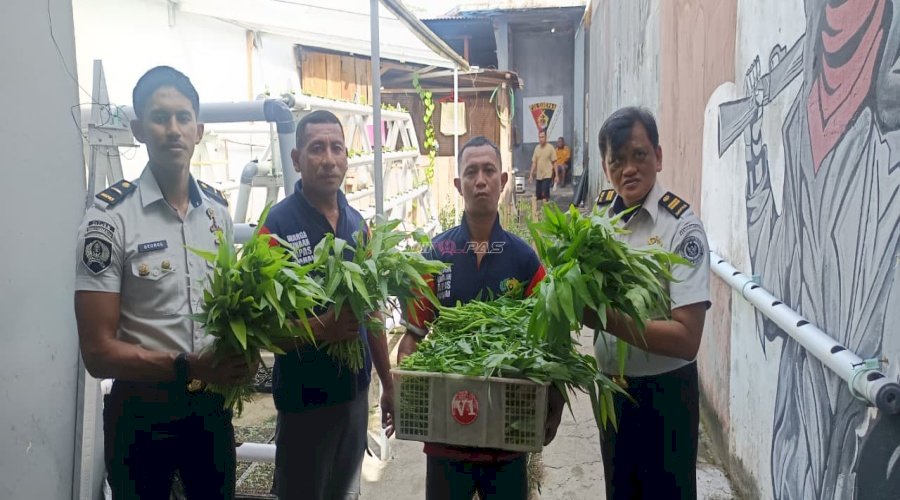 Wujud Kemandirian Pangan, Warga Binaan Lapas Wahai Kembali Panen Sayuran Hidroponik