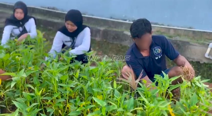 Optimalkan Lahan Terbatas, Lapas Kotabaru Panen 35 Kg Kangkung