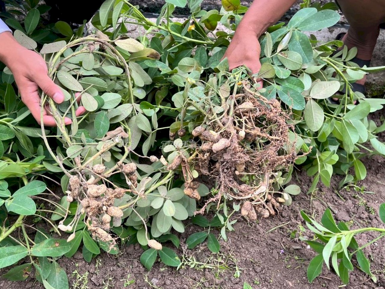 Panen 4 Kg Kacang Tanah, Lapas Banjarmasin Perkuat Pembinaan Kemandirian