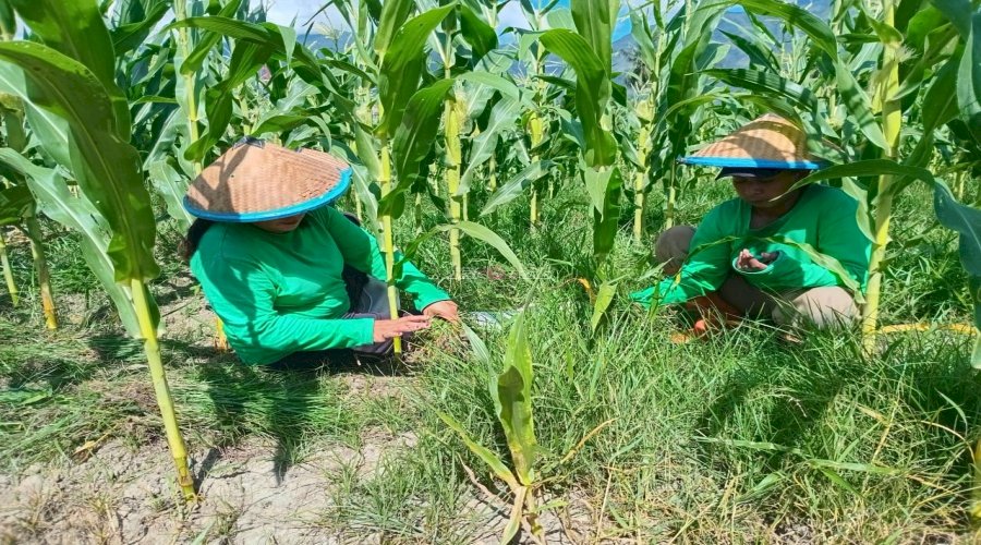 Lapas Perempuan Palu Perkuat Ketahanan Pangan lewat Budidaya Jagung dan Kacang Panjang