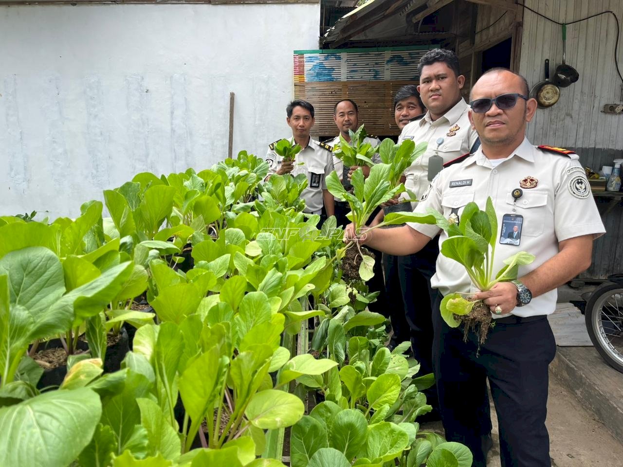 Panen Sawi dan Kangkung, Rutan Rantau Wujudkan Ketahanan Pangan