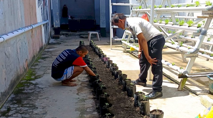 Sukses Kemandirian Pangan, Warga Binaan Lapas Wahai Kembali Budidaya Tomat Varietas Unggul