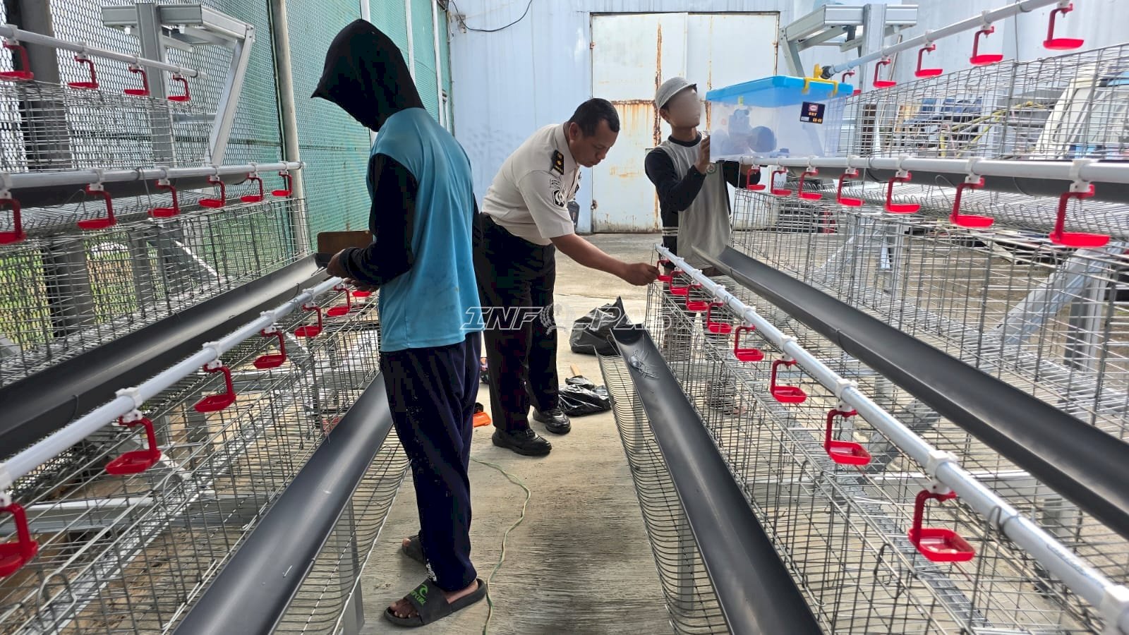 Perkuat Ketahanan Pangan, Lapas Cipinang Hadirkan Program Budidaya Ayam Petelur bagi Warga Binaan