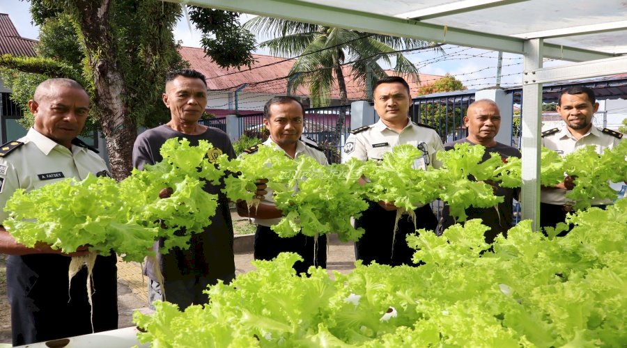 Panen Selada Hidroponik di Lapas Ambon, Wujudkan Kemandirian Pangan