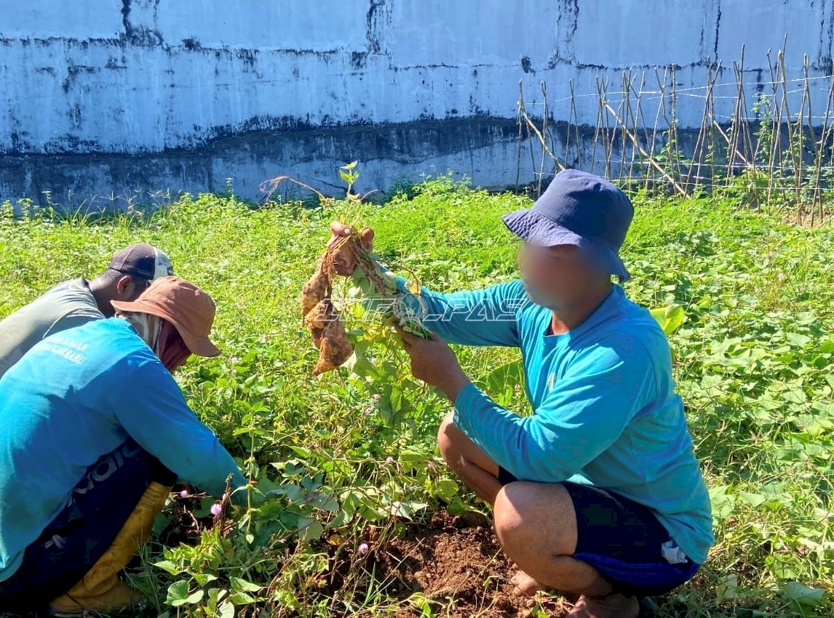 Panen 76 Kilogram Ubi Jalar, Lapas Banjarbaru Perkuat Kemandirian Warga Binaan