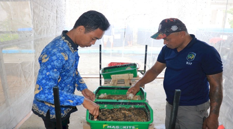 Lapas Pemuda Madiun Kembangkan Budidaya Maggot Bernilai Tinggi