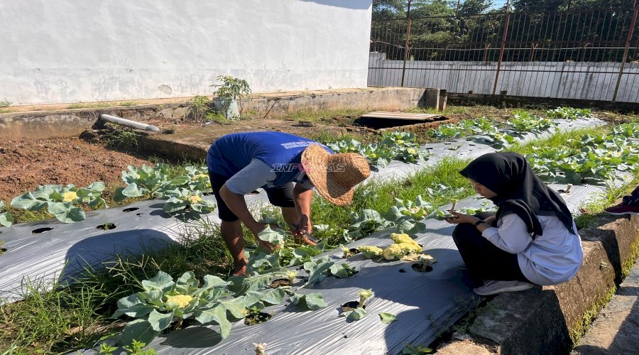 Panen Kembang Kol 20 Kg, Lapas Tanjung Wujudkan Kemandirian Pangan Warga Binaan