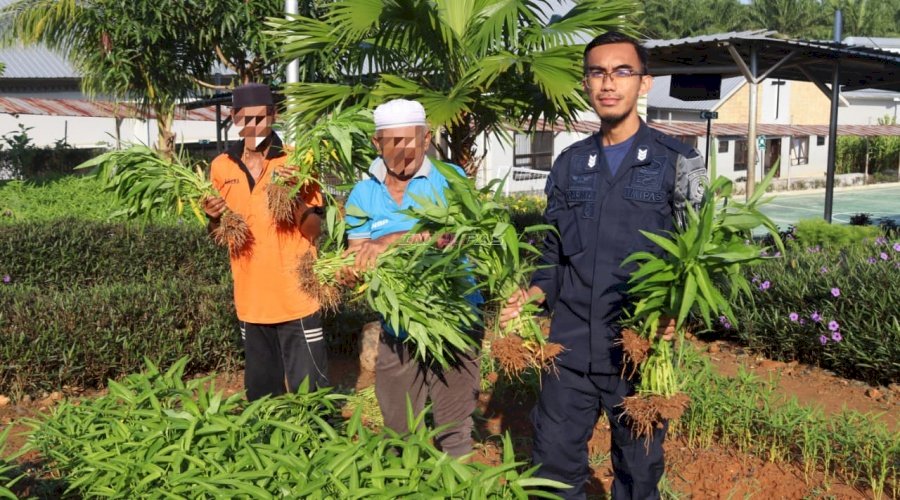 Panen Melimpah, Lapas Batulicin Hasilkan 60 Kg Kangkung dari Program Pembinaan