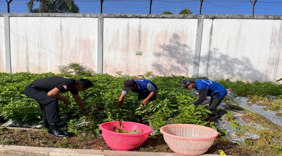 Panen 20 Kg Kangkung, Lapas Tanjung Perkuat Pembinaan Kemandirian