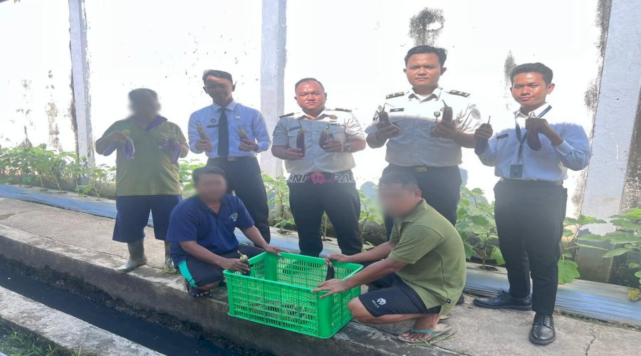 Lapas Banjarmasin Panen 15 Kg Terung, Wujud Pembinaan Produktif Warga Binaan