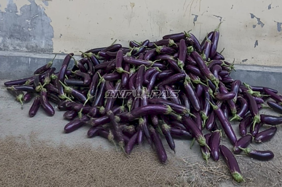 Dukung Ketahanan Pangan, Warga Binaan Lapas Palu Panen 40 Kg Terung di SAE Langaleso