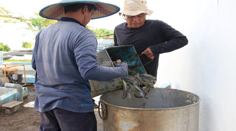 Produktif dan Mandiri, Lapas Kelas I Madiun Kembali Panen Ribuan Lele 