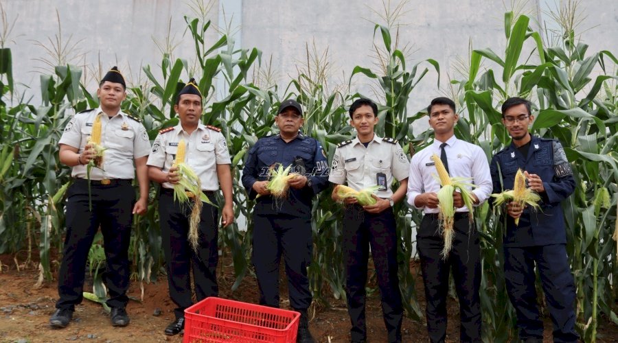 Dari Lahan Pembinaan ke Hasil Nyata, Lapas Batulicin Panen 25 Kg Jagung