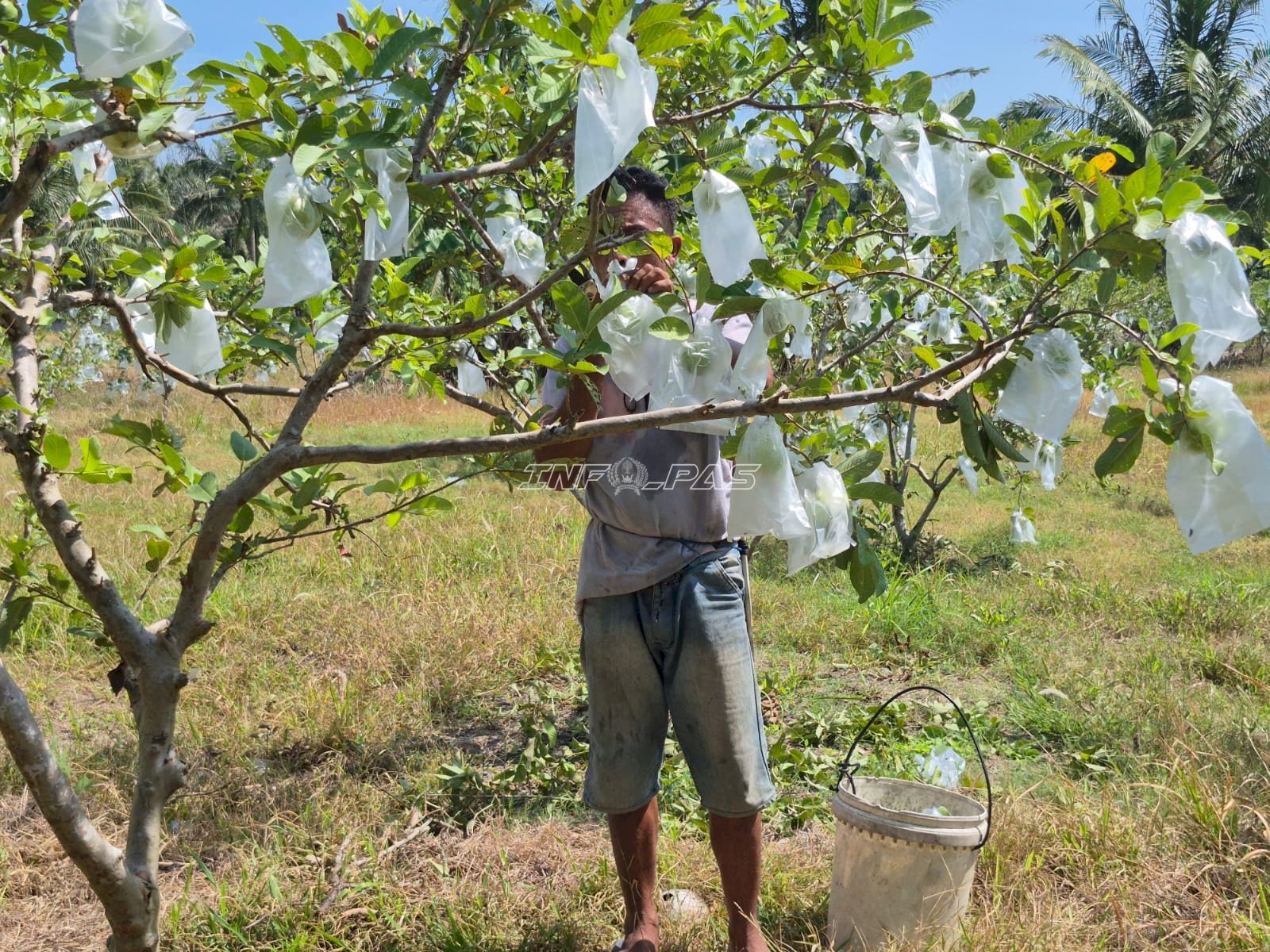 Dukung Ketahanan Pangan, Lapas Palu Kembali Panen 48 Kg Jagung dan 15 Kg Jambu Kristal