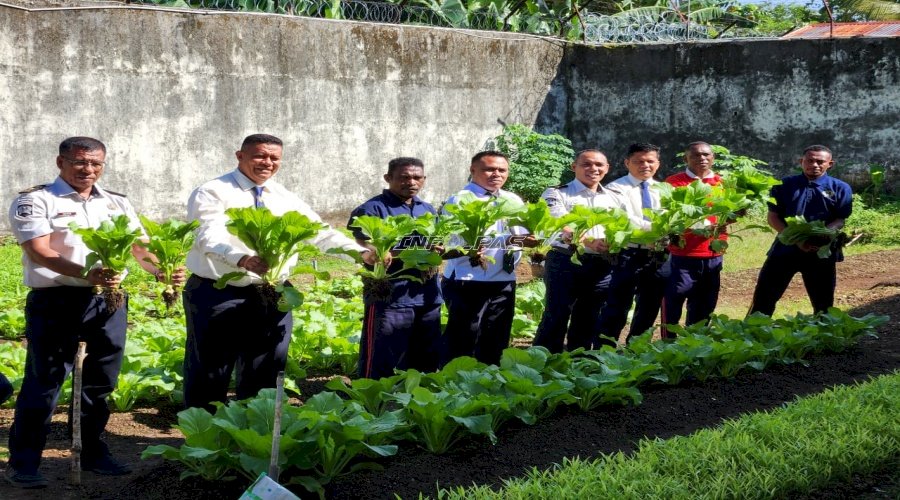 Lapas Tual Panen 27 Kg Sawi Segar, Perkuat Ketahanan Pangan
