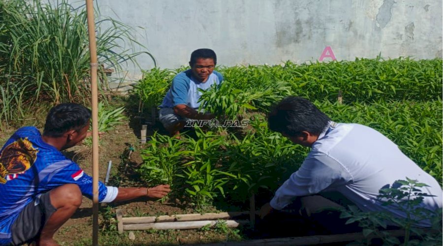 Produktif dan Mandiri, Rutan Majene Sukses Panen 10 Kg Kangkung 