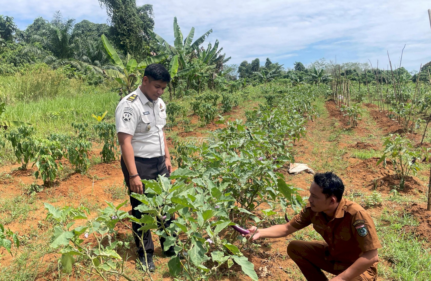 Panen Bersama, Lapas Batulicin dan Desa Saring Sei Bubu Perkuat Program Desa Binaan