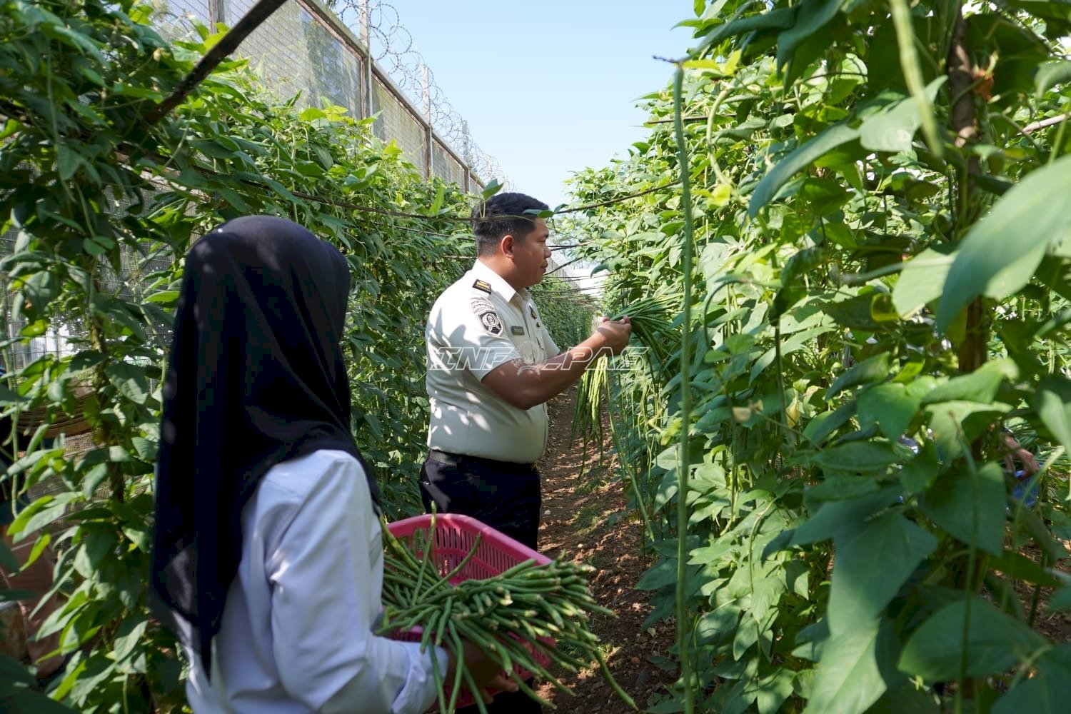 Panen 55 Kg Kacang Panjang, Lapas Banjarbaru Dukung Ketahanan Pangan Nasional