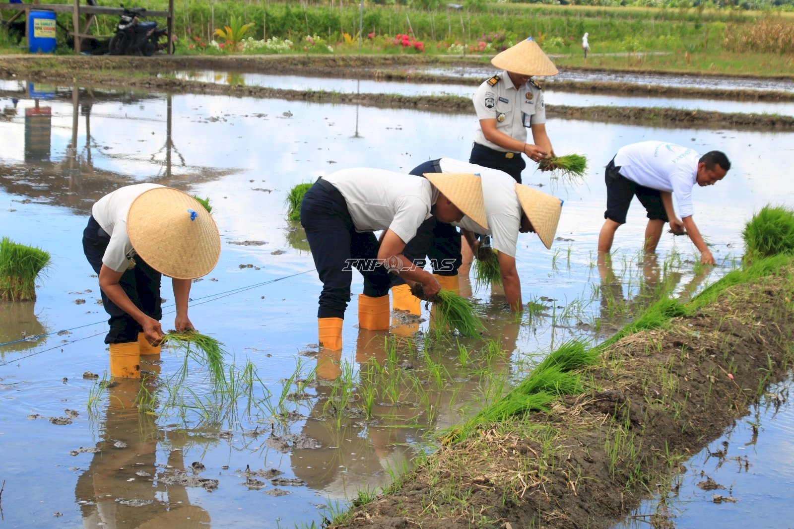 Lapas Banyuwangi Kembali Tanam Padi di SAE Paswangi, Lanjutkan Program Ketahanan Pangan