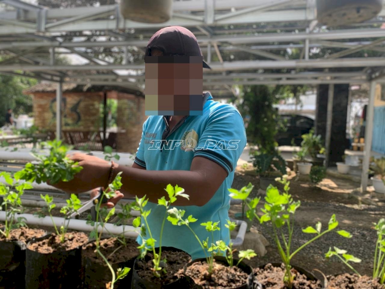 Panen Seledri di Lahan Terbatas SAE, Rutan Rantau Perkuat Pembinaan Kemandirian