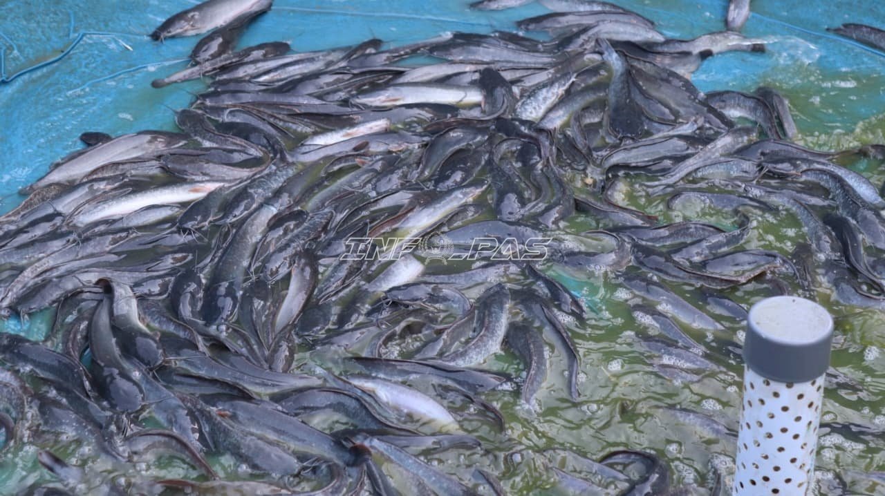 Pembinaan Produktif, Lapas Batulicin Panen 8 Kg Lele