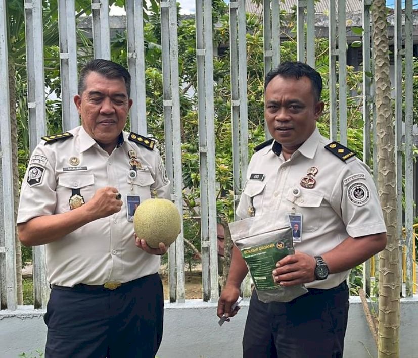 Bokashi Lapas Pangkalpinang Hasilkan 30 Kg Melon Madu dari Lahan Terbatas
