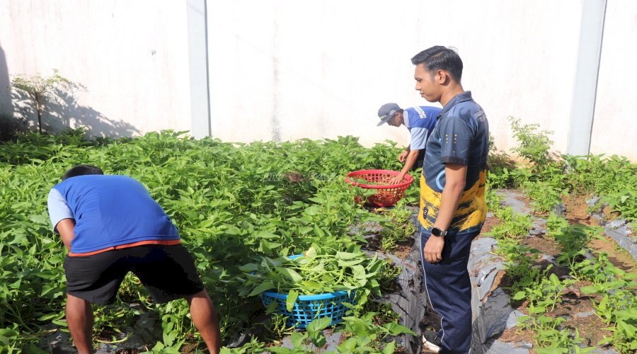 Lapas Tanjung Optimalkan Lahan Pertanian Warga Binaan, Hasilkan 18 Kg Kangkung