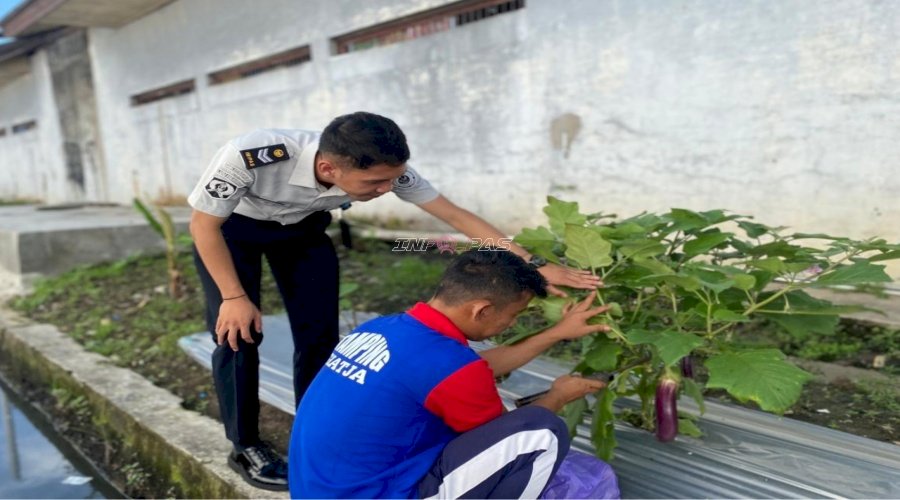 Lapas Banjarmasin Panen Terong, Pembinaan Kemandirian Warga Binaan Berbuah Produktivitas