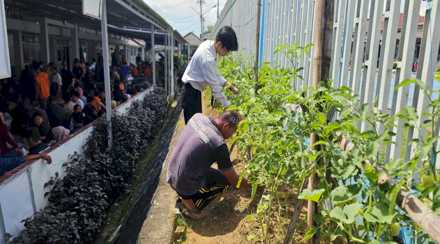 Lapas Pangkalpinang Sulap Area Kunjungan Jadi Kebun Tomat