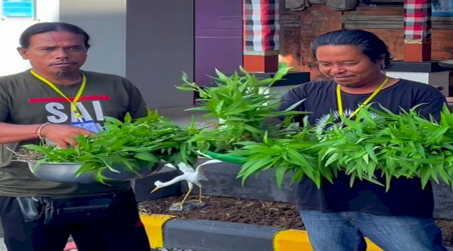 Klien Bapas Denpasar Panen Kangkung dalam Program Kemandirian 