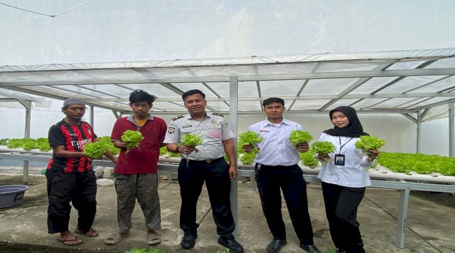 Warga Binaan Lapas Palu Panen 100 Bungkus Sayur Selada Segar