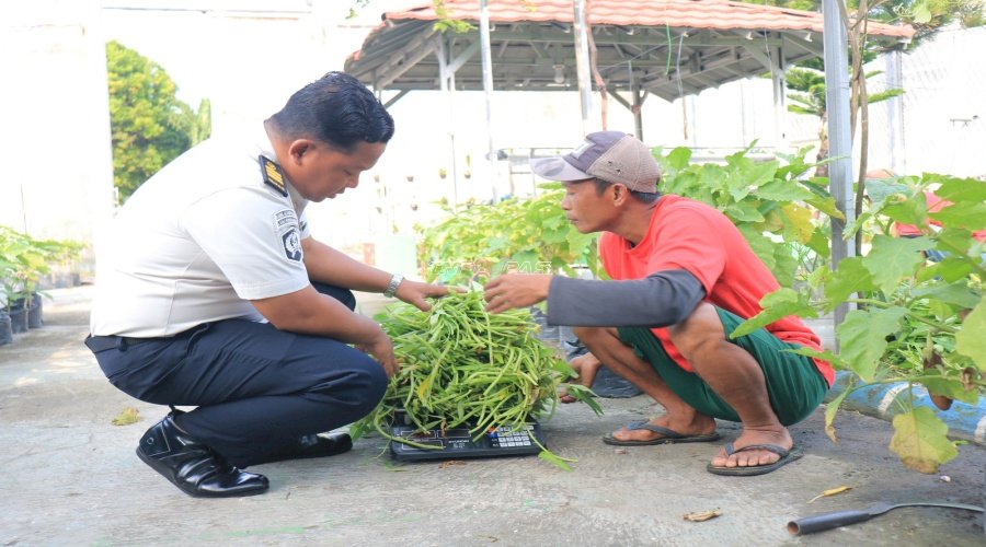 Produktivitas dari Balik Jeruji, Lapas Pemuda Madiun Panen 40 Kg Kangkung