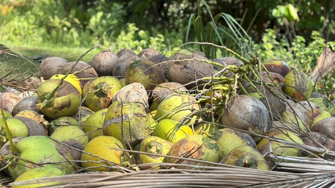 Rutan Majene Panen 2.800 Kelapa di Lahan SAE, Perkuat Pembinaan Kemandirian