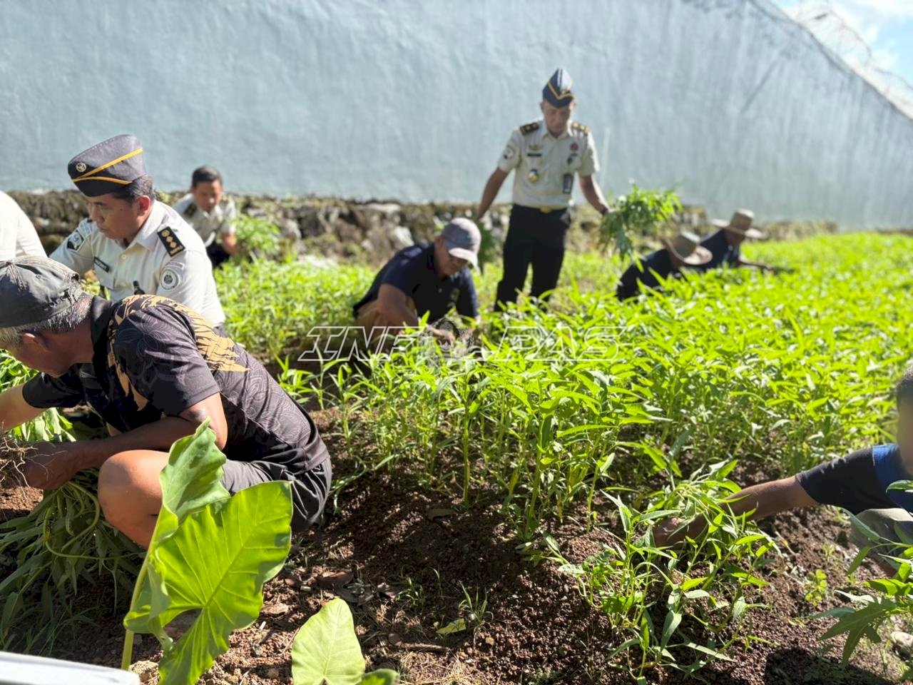 Kian Produktif, Lapas Narkotika Karang Intan Panen 103 Kg Kangkung di SAE 1