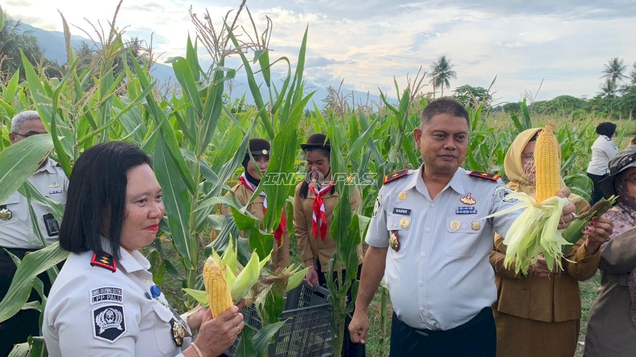 Ubah Lahan Tidur Jadi Produktif, Lapas Perempuan Palu Panen 2.000 Jagung dan Tebar 1.000 Benih Ikan