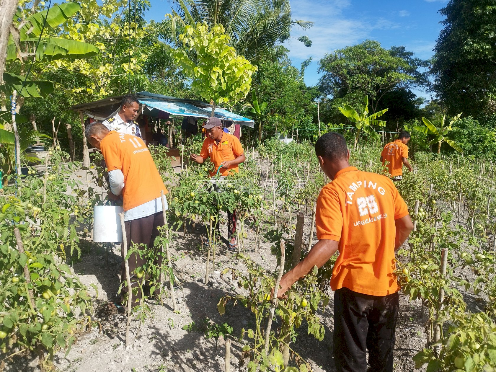 Panen 20 Kg Tomat, Lapas Namlea Tunjukkan Hasil Pembinaan Produktif