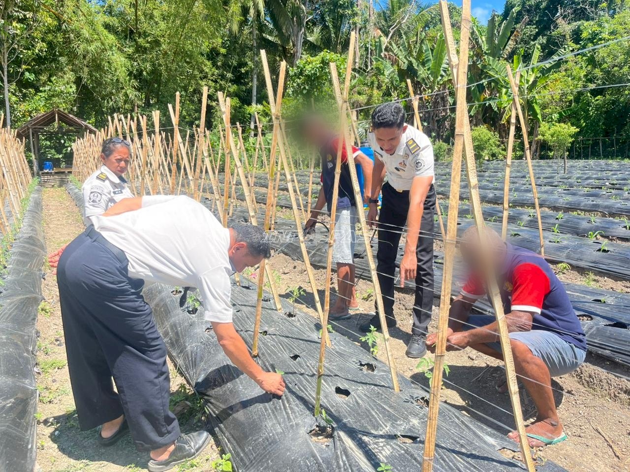 Warga Binaan Lapas Wahai Tekuni Budidaya Buncis dan Tomat untuk Bekal Kemandirian