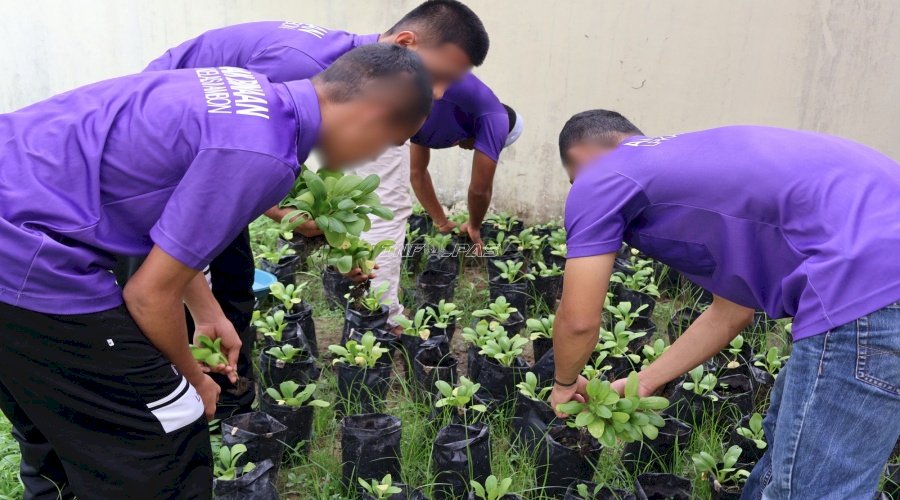 Bersama Lembaga ADAB, Anak Binaan LPKA Ambon Panen Sayuran