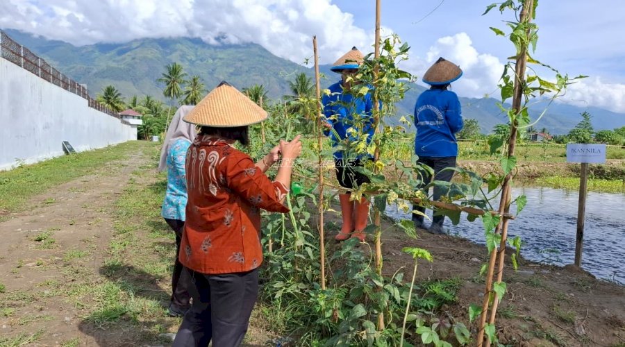 Lapas Perempuan Palu Panen Belasan Kg Sayuran, Bukti Keberhasilan Pembinaan Warga Binaan 