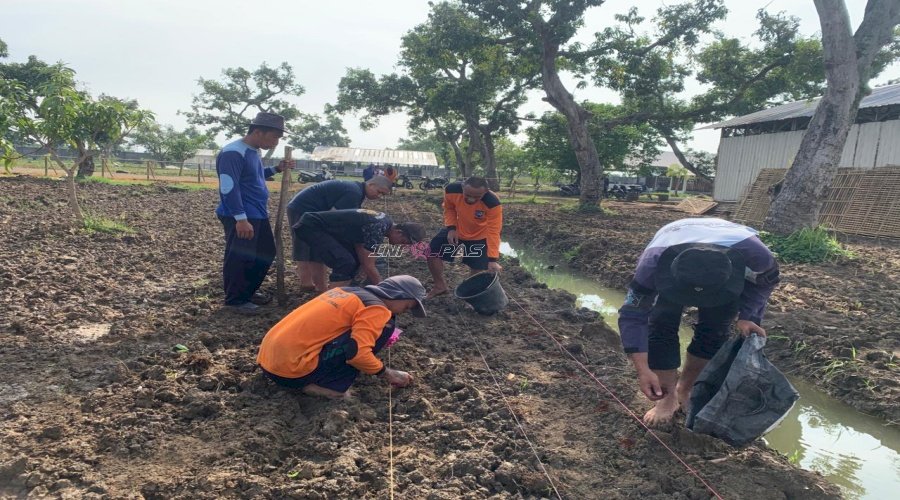 Mengintip Proses Tanam Kacang Tanah di Lapas Terbuka Kendal