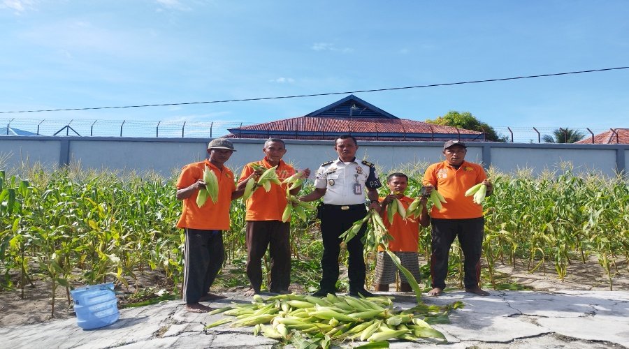 Panen Lagi, Lapas Namlea Petik Ribuan Jagung Pulut