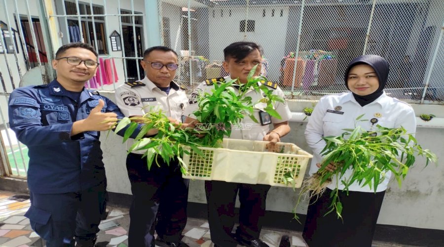 Panen Kangkung Hidroponik di Area Pintu Steril, Lapas Wahai Maksimalkan Lahan Terbatas