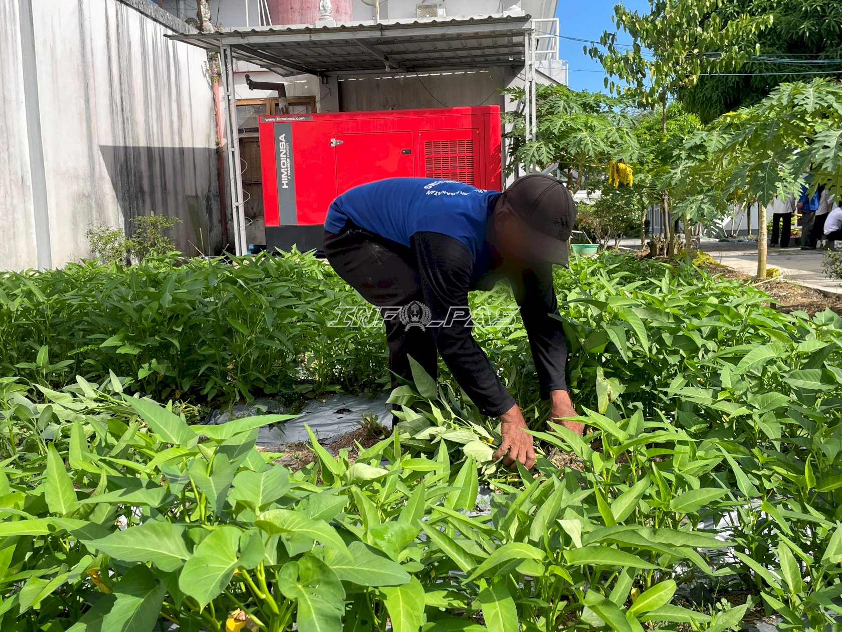 Panen Kangkung di Lahan Pembinaan, Lapas Tanjung Bekali Warga Binaan Keterampilan
