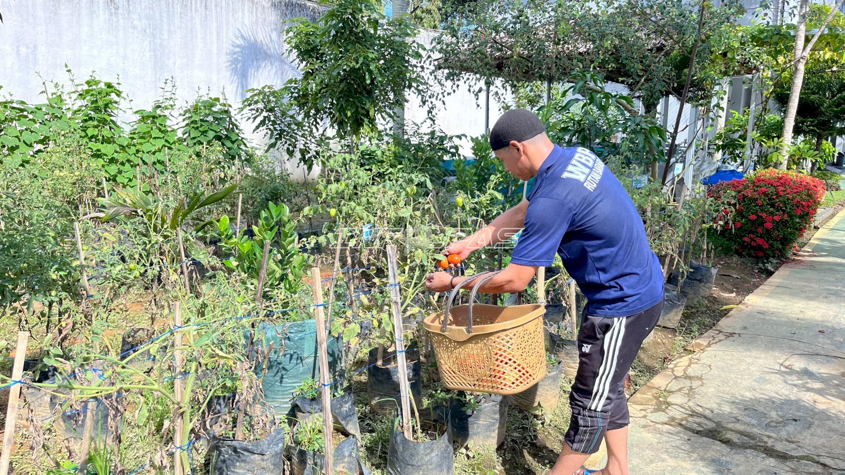 Dari Kebun Pembinaan, Rutan Barabai Hasilkan Tomat Bernilai Ekonomi