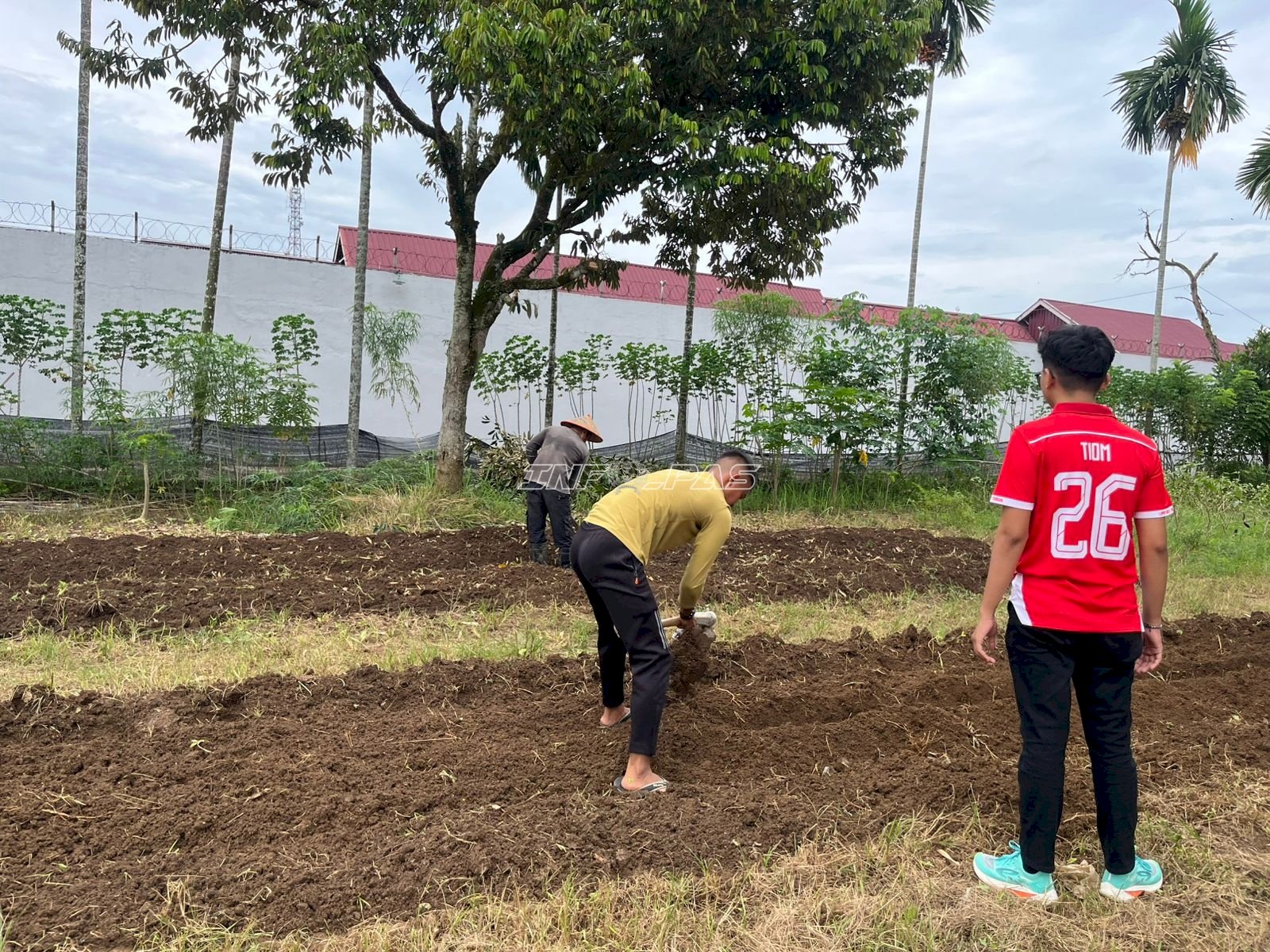 Perkuat Ketahanan Pangan, Lapas Muara Tebo Tanam Bibit Sayur di Lahan Pertanian