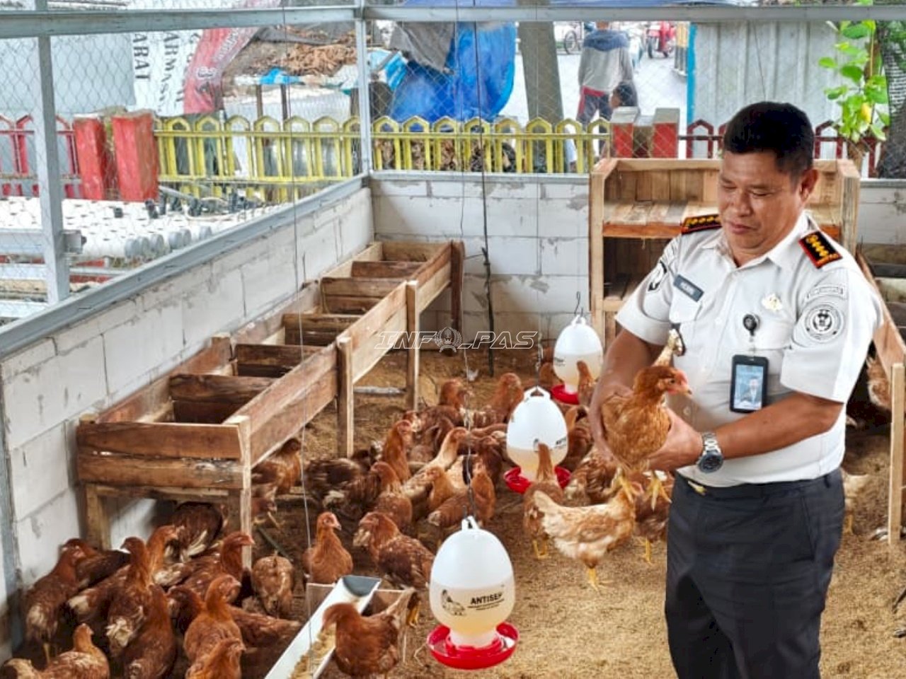 Perkuat Pembinaan, Lapas Banjarmasin Kembangkan Budidaya Ayam Petelur Sistem Umbaran