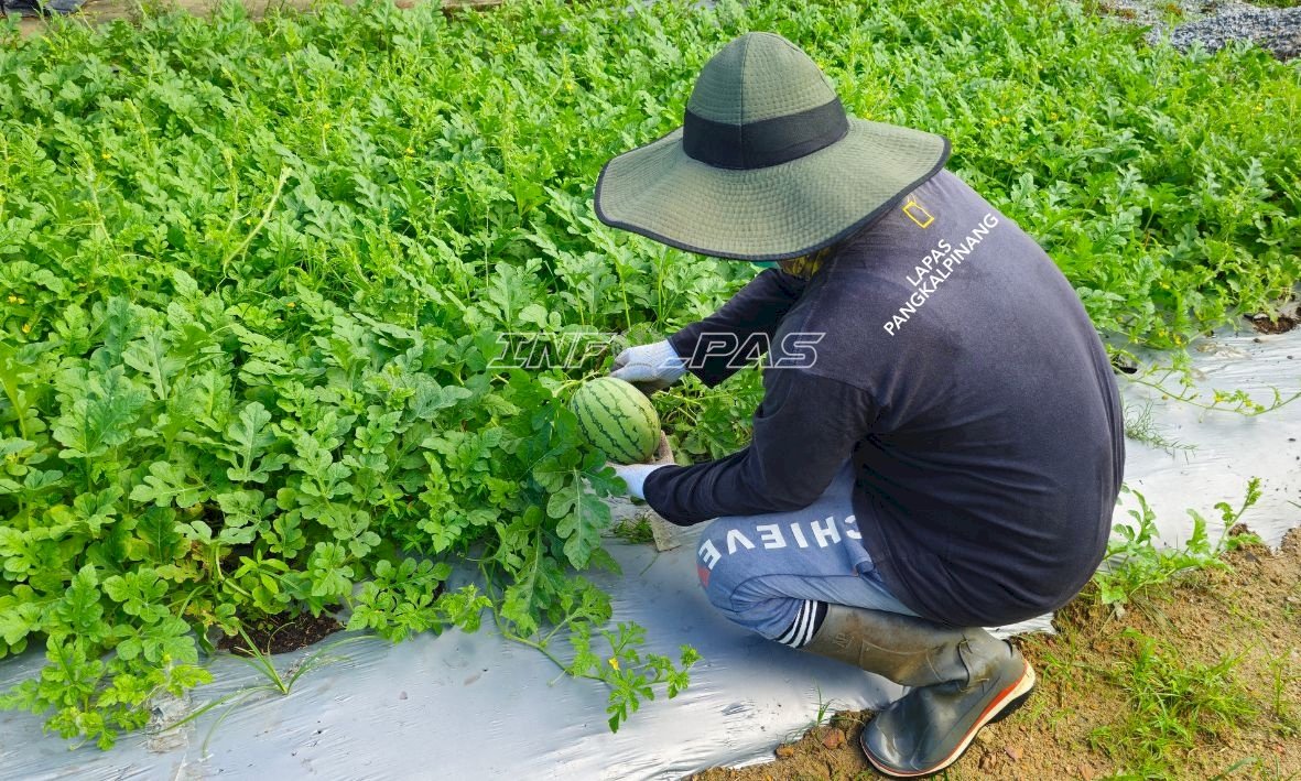 Kompos Produksi Lapas Pangkalpinang Tunjukkan Hasil Optimal, Dukung Budidaya Semangka di Lahan Marginal