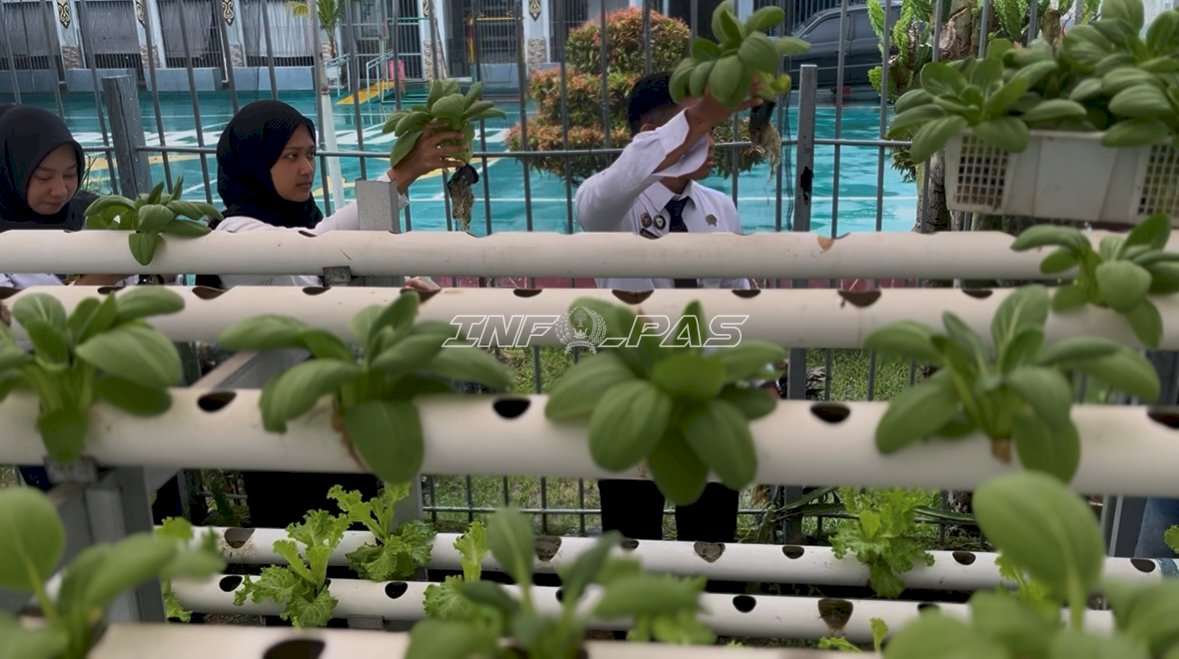 Lapas Kotabaru Panen 40 Ikat Pakcoy Hidroponik, Hasil Inovasi di Lahan Terbatas
