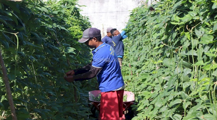 Lapas Ambon Kembali Panen Kacang Panjang dari Lahan Tidur